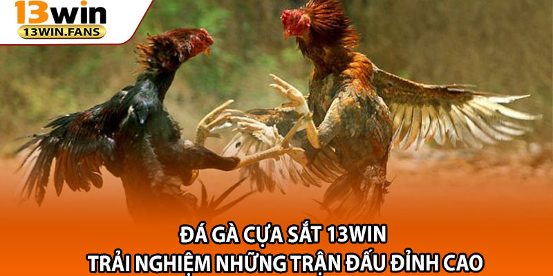 Da Ga Cua Sat 13win – Trai Nghiem Nhung Tran Dau Dinh Cao