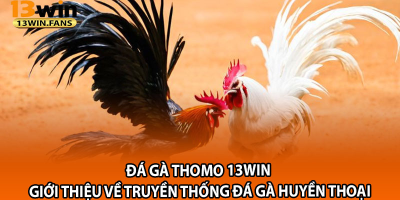 Đá Gà Thomo 13win – Giới Thiệu Về Truyền Thống Đá Gà Huyền Thoại