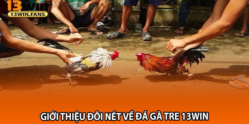 Giới Thiệu Đôi Nét Về Đá Gà Tre 13win