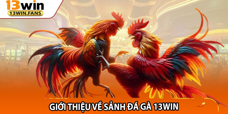 Giới Thiệu Về Sảnh Đá Gà 13win