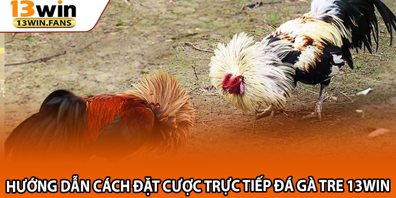 Hướng Dẫn Cách Đặt Cược Trực Tiếp Đá Gà Tre 13win